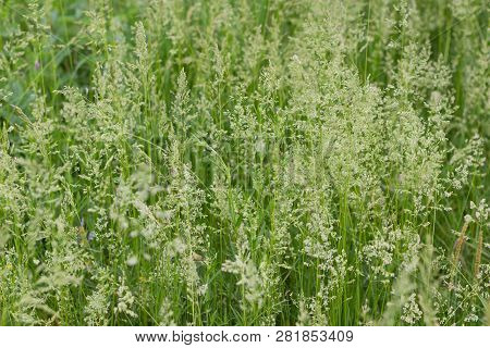 Kentucky Bluegrass Or Poa Pratensis. Summer Natural Green Background With Blossom A Common Meadow-gr