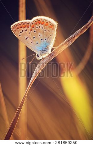 Butterfly On A Meadow