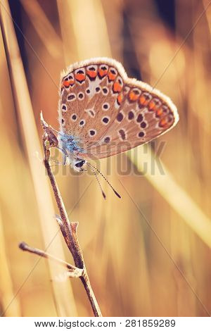 Butterfly On A Meadow