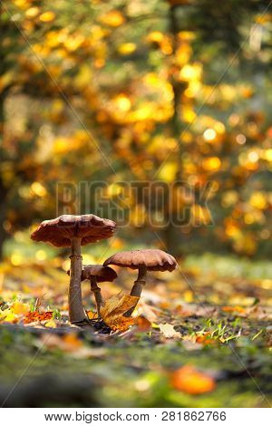 Photos Of Mushrooms