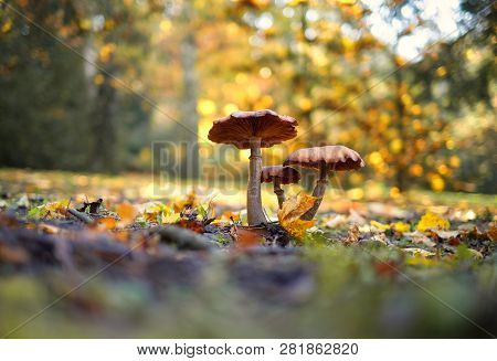Photo Of Mushrooms