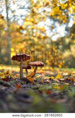 Photo Of Mushrooms