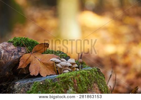 Macro Photo Of Mushrooms