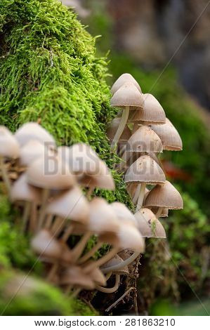 Mushrooms On A Trunk