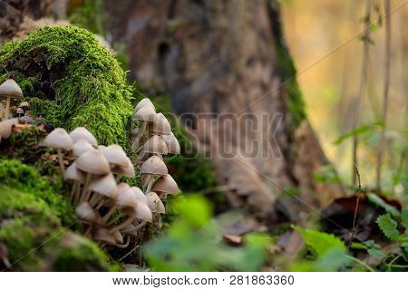 Mushrooms On A Trunk