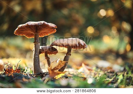 Photo Of Mushrooms