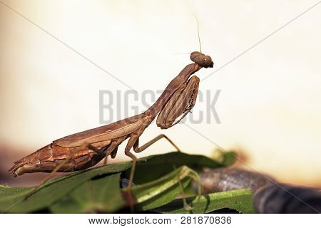 Mediterranean Mantis Or Iris Mantis (iris Oratoria)
