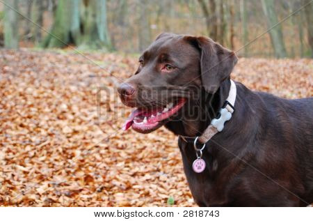 Labrador nella foresta