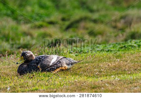 A Falkland Steamer Duck - Tachyeres Brachypterus- A Rare Flightless Bird, Spotted On Carcass Island,