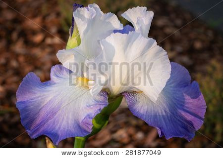 German Iris (iris Barbata), Close Up Of The Flower Head