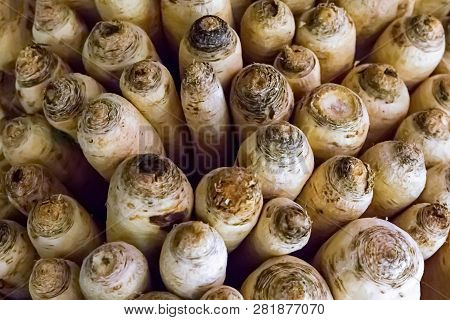 Set End Of Root Leeks Base Crop Farmer Autumn Texture Design Base Web Light Beige Vegetable Pattern