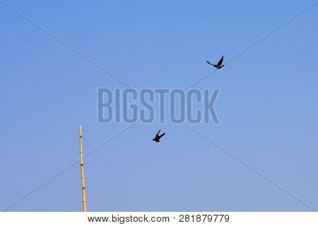 Two Migrating Birds Flying Against Blue Sky. Beautiful Countryside Rural Summer Landscape In Chilka 