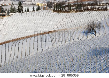 Vineyard Of Langhe With Now, Piedmont - Italy