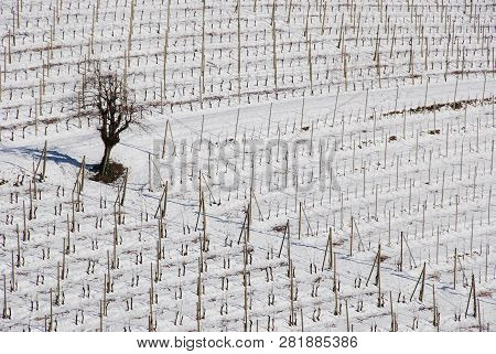 Vineyard Langhe With Snow