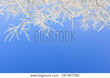 Closeup Of Tree Branches With Rime At Sunny Winter Day In Riga In Latvia.
