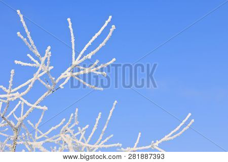 Closeup Of Tree Branches With Rime At Sunny Winter Day In Riga In Latvia.