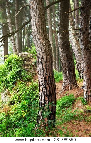 Pine Forest. Relict Trees (pinus Pityusa, Pinus Brutia, Turkish Pine). Gagra, Abkhazia.