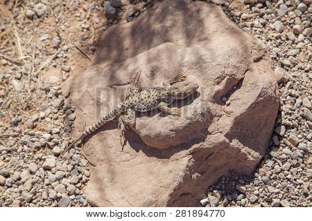 Long-nosed Leopard Lizard Sitting On A Rock