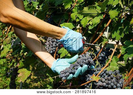Cutting Of Grape Bunches During The Harvest In The Cannubi Region In Braolo, Piedmont - Italy