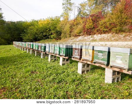 A File Of Beehives In A Meadow In The Langhe, Piedmont - Italy
