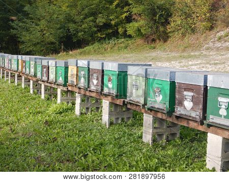 A File Of Beehives In A Meadow In The Langhe, Piedmont - Italy