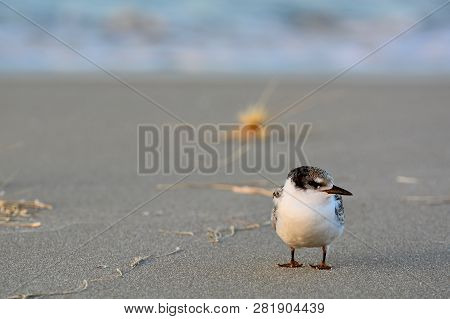 A Close Up Photo Of A White-fronted Tern (sterna Striata), Which Is The Most Common Tern In New Zeal