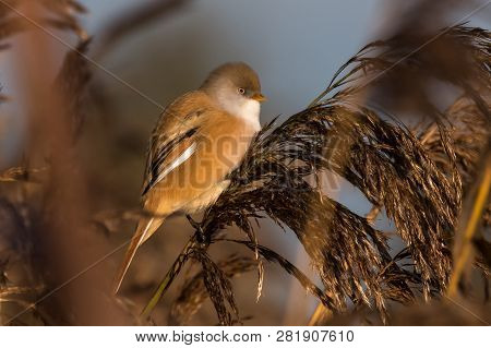 Bearded Tit, Panurus Biarmicus Russicus In Germany