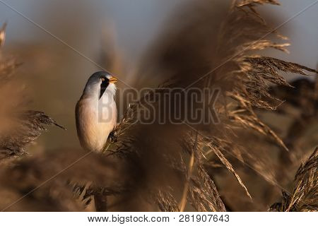 Bearded Tit, Panurus Biarmicus Russicus In Germany