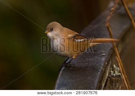 Bearded Tit, Panurus Biarmicus Russicus In Germany