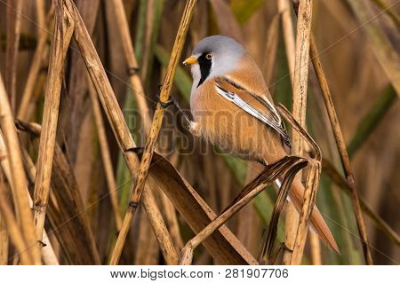 Bearded Tit, Panurus Biarmicus Russicus In Germany
