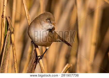 Bearded Tit, Panurus Biarmicus Russicus In Germany