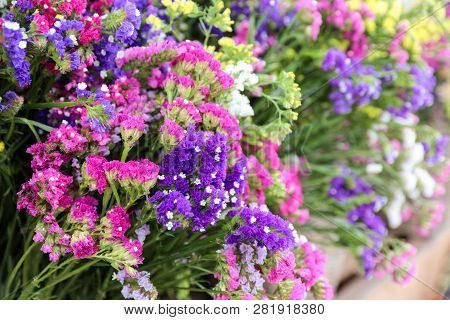 Variety Of Limonium Sinuatum Or Statice Salem, Sea Lavender Flowers In Pink, Lilac, Violet, Purple C