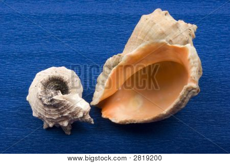 Schalen