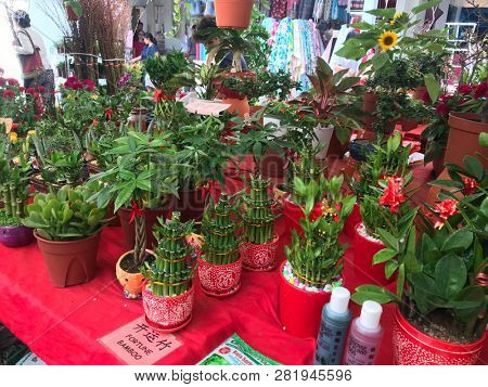Display of indoor plants on shop table considered auspicious for the Chinese New Year in Clementi, Singapore February 1st 2019.