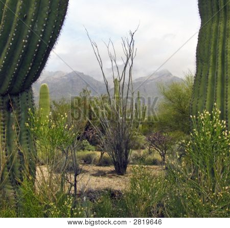 Sabino Canyon kaktüs