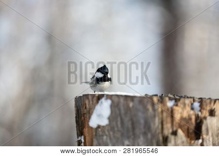 The Coal Tit Parus Ater Sitting On The Stump In The Winter Forest. Small Bird Is Pecking Seeds