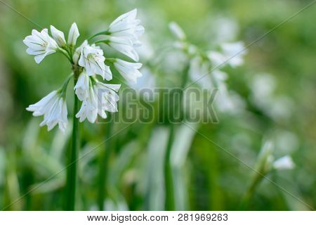 Close Up Of Three Cornered Garlic (allium Triquetrum) In A Meadow