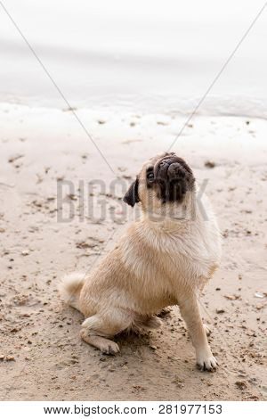 Dog On The Sunny Beach Near Sea