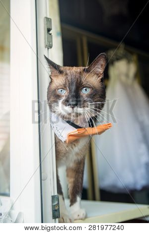 Wedding Funny Cat Near The Window. Sunny Day