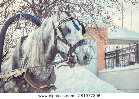 Dapple-gray Horse With Grey Mane In Harness On Snowy Day. Winter Holiday Entertainment.