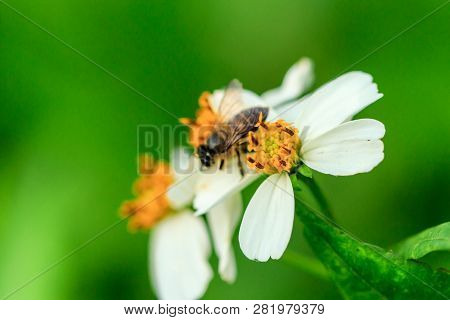 Bee On The Pollen Spanish Needle In Nature