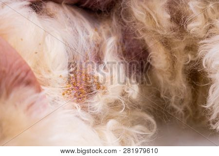Vet Examining Dog Body Skin With Bad Yeast Fungal Infection