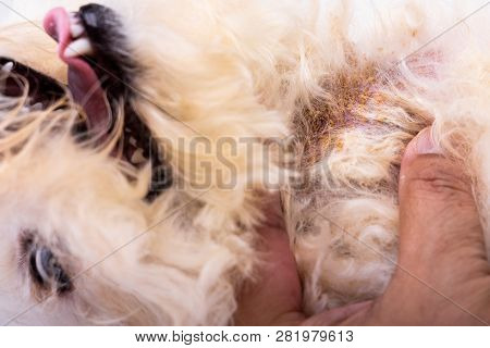 Vet Examining Dog Body Skin With Bad Yeast Fungal Infection