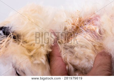 Vet Examining Dog Body Skin With Bad Yeast Fungal Infection