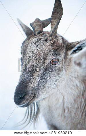 Markhor, Capra Falconeri Portrait On Natural Winter Background, Baby With Small Horns