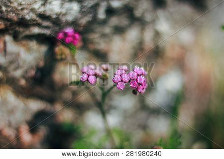 Pink Grass Flowers In Nature, Which Is A Kind Of Weed