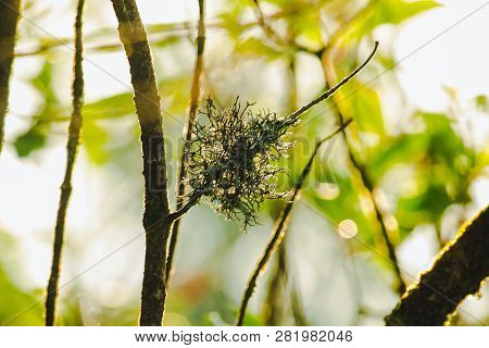 Lichen On The Branches Is A Mixture Of Two Organisms: Mold And Lichen