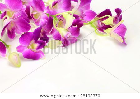 Dendrobium Phalaenopsis