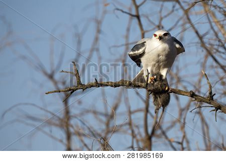 One Black Shouldered Kite Sitting In A Dry Tree With A Mouse It Killed
