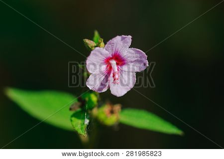 Urena Lobata, Beautiful Pink In Nature, Is A Poisonous Plant With Hairy Thorns Irritating